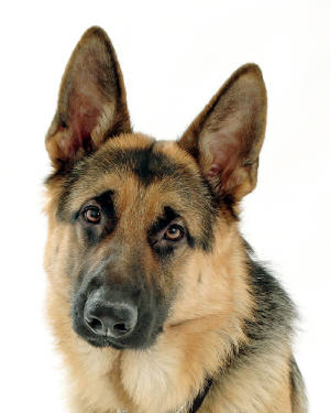 Image of a German Shepherd's face